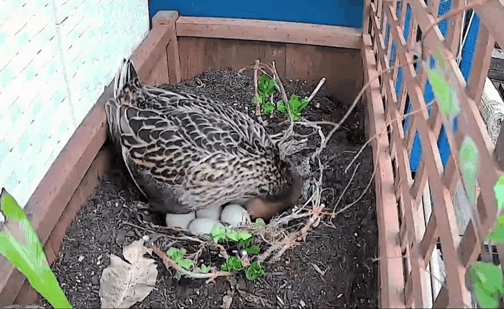 an animated image shows a brown duck sitting in brown dirt in a planter. She's preening her feathers and tucking her eggs securely under her.