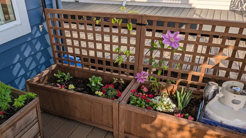 two low rectangular wooden planters sit side by site, a short trellis rising from the back of each, with colorful pink and red and white flowers planted in them.