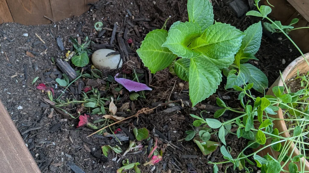 a planter with a small hydrangea bush, other scattered trampled flowers, and one duck egg in a dirt depression